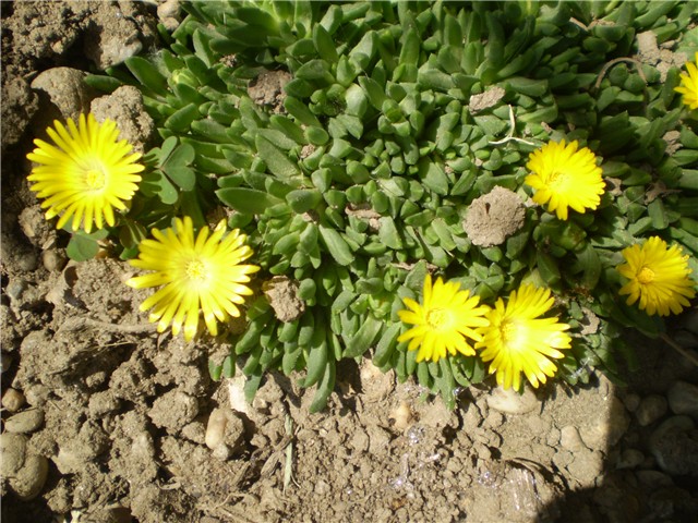 delosperma